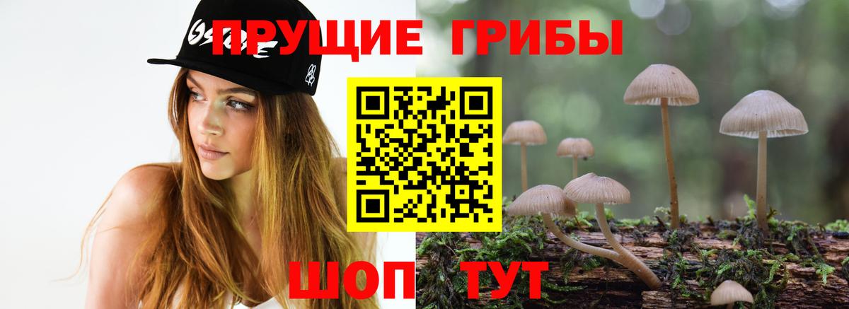 Псилоцибиновые грибы Psilocybe Кирово-Чепецк